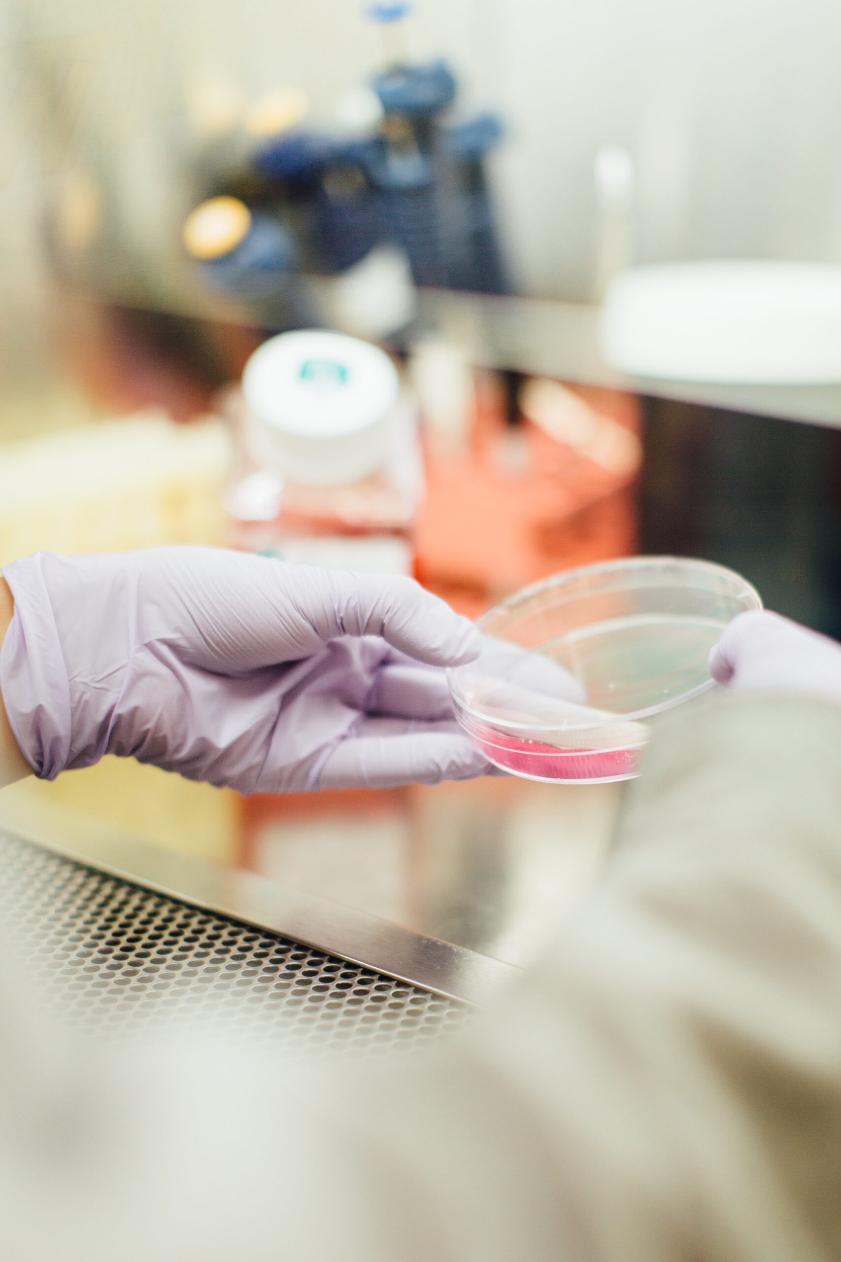 Gloved hand holding petri dish.