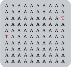 Illustration of A's and T's with fewer Ts